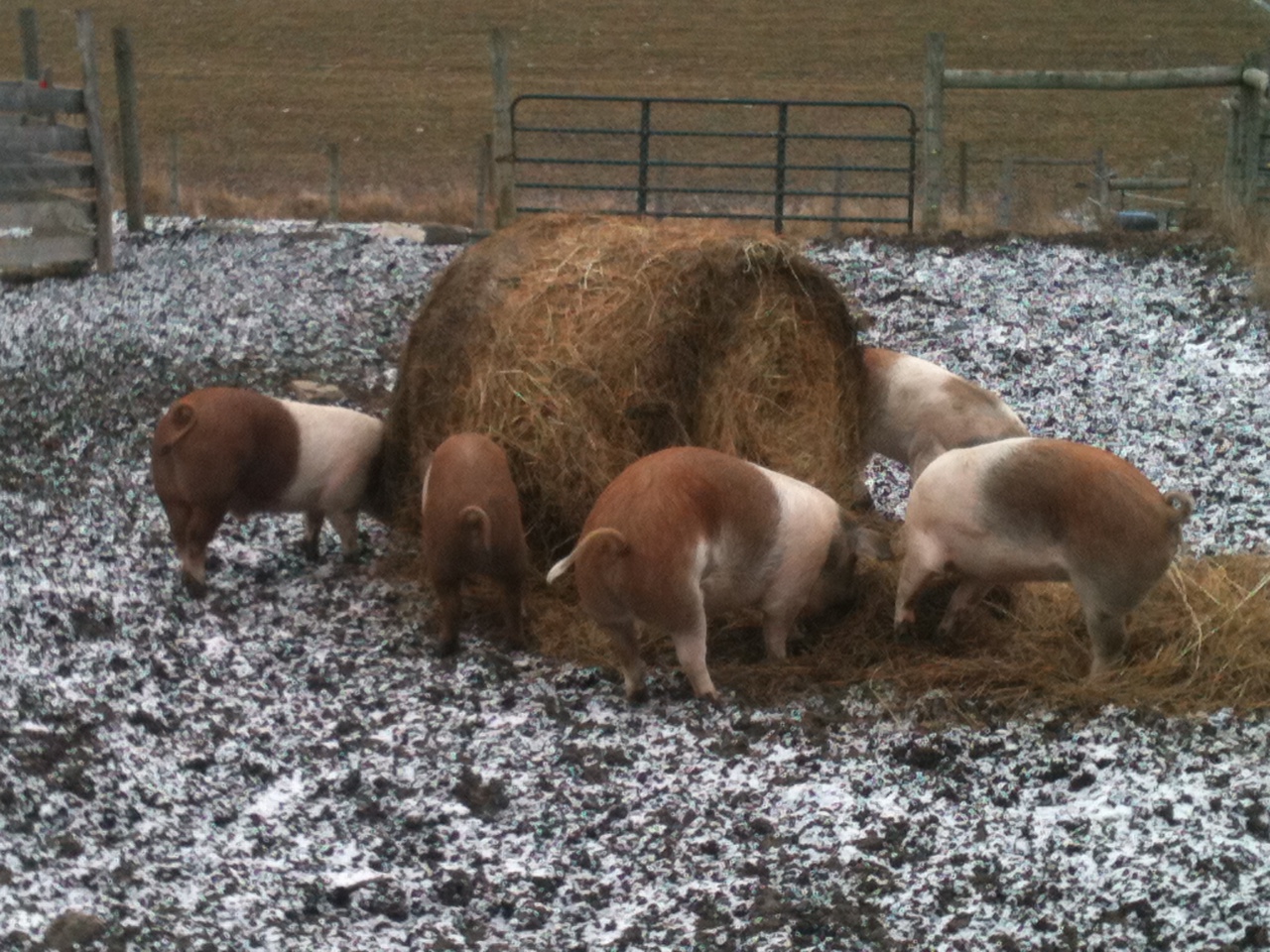 Pigs eating Round Bale.JPG?1405812644906
